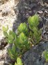 Hoya australis subsp rupicola-3.jpg